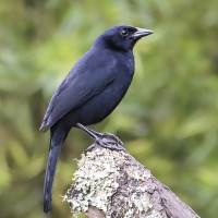 Melodious Blackbird